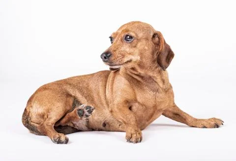 Teckel breed dog lying on its side and looking to the left, shows happiness Stock Photos