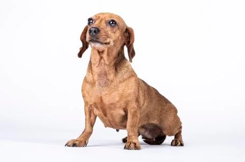 Teckel breed dog sitting looking up, shows happiness Stock Photos