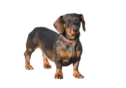 Teckel dog isolated on white background Fotos de archivo