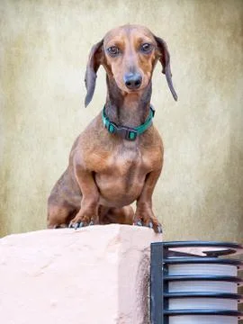 Teckel dog Stock Photos