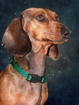Teckel dog Stock Photos