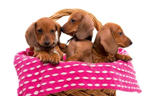 Teckel puppies Stock Photos