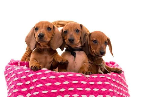 Teckel puppies Stock Photos