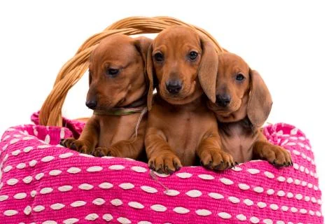 Teckel puppies Stock Photos