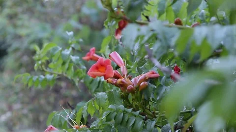 Tecoma campsis flower sways in the wind and ants crawl along it Stock Footage 119226768