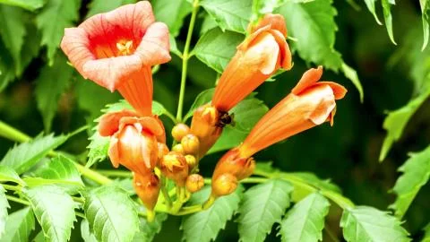 Tecoma capensis Stock Photos