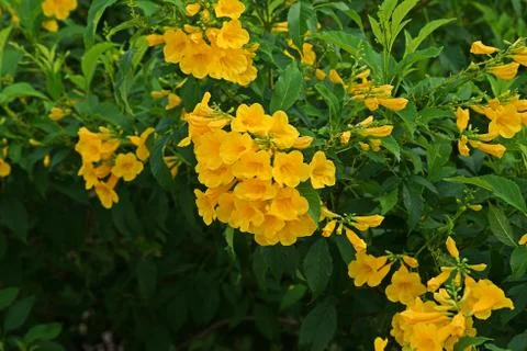 Tecoma stans, common names are yellow trumpet bush, yellow bells, yellow elder. Stock Photos