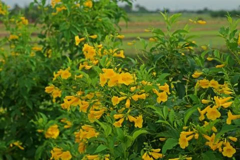 Tecoma stans, common names are yellow trumpet bush, yellow bells, yellow elder. Stock Photos