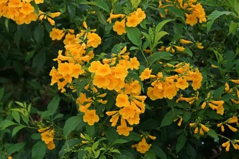 Tecoma stans, common names are yellow trumpet bush, yellow bells, yellow elder. Stock Photos
