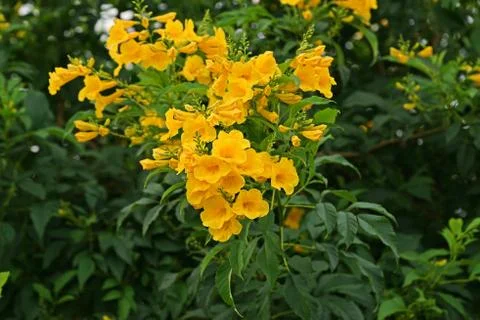 Tecoma stans, common names are yellow trumpet bush, yellow bells, yellow elder. Stock Photos