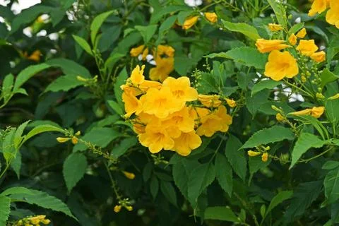 Tecoma stans, common names are yellow trumpet bush, yellow bells, yellow elder. Stock Photos