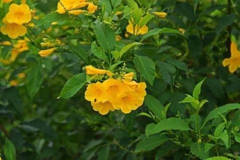 Tecoma stans, common names are yellow trumpet bush, yellow bells, yellow elder. Stock Photos