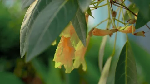 Tecoma stans 動画素材 251880015