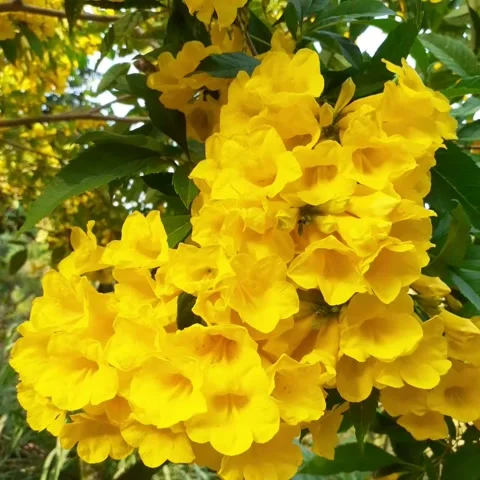 Tecoma stans have known trumpet bush and yellow bells flower. Stock Footage 250056522