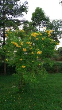 Tecoma stans or common names include Yellow Trumpet bush Stock-Fotos