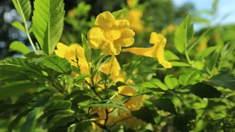 Tecoma Stans or yelow elder Stock-Fotos