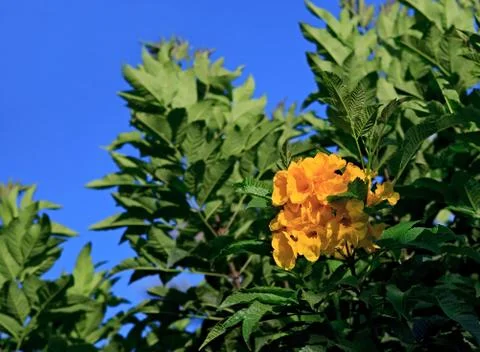 Tecoma Stans. Fotos de archivo