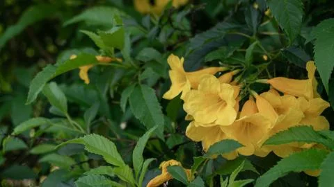 Tecoma stans Stock Photos