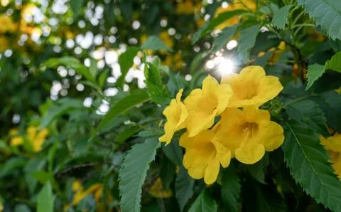 Tecoma stans Stockfoto's