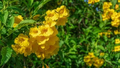 Tecoma stans Stock Photos