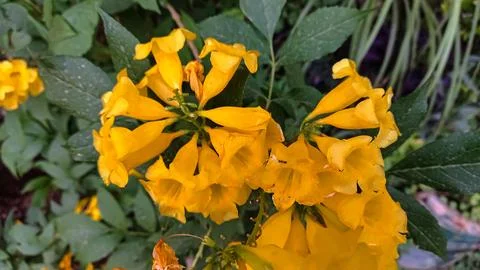 Tecoma stans, Yellow elder or the Trumpetbushes Stock Photos