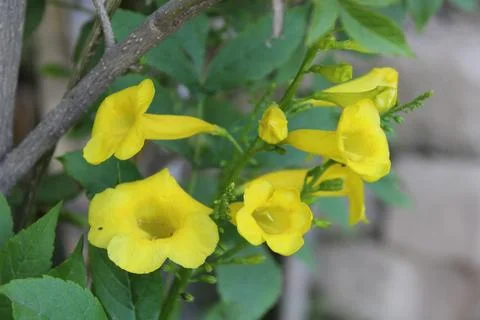 Tecoma stans, Yellow elder or the Trumpetbushes Stock Photos