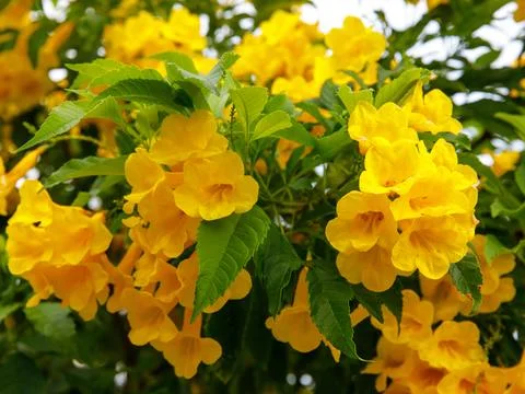 Tecoma stans, Yellow elder, Yellow bell, Trumpet vine, Thong Urai with brig.. Stock Photos