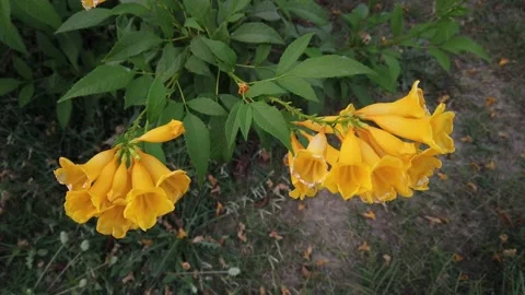 Tecoma stans-Yellow Flower Stock Footage 172528868