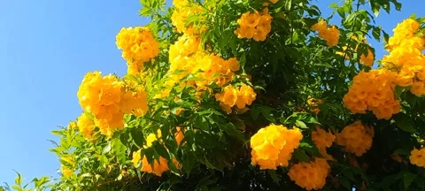 Tecoma stans yellow flowers. Stock Footage 290493839
