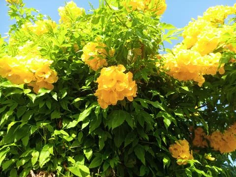 Tecoma stans yellow flowers. Stock Photos