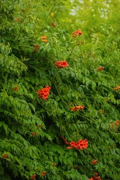 A Tecoma vine has twined around the fence. It is a Tecoma plant with red flow Stock Photos