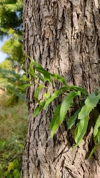 Tecomella Undulata tree trunk with small branch Stock Photos
