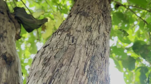 Tectona grandis – Camera Moving Up Along Teak Tree Trunk Stock Footage 318954903