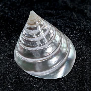 Tectus Pyramis Pearl Seashell on a black sand background Foto stock