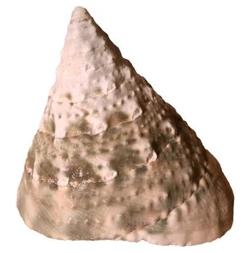 Tectus Pyramis Shell Stock Photos