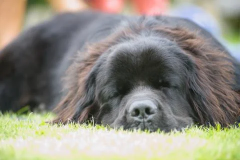 Ted asleep Stock-Fotos