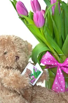 Teddy bear with card Stock Photos
