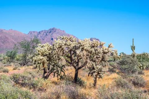 A Teddy Bear Cholla in Apache Junction, Arizona Stock Photos