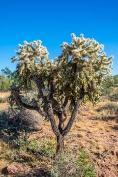 A Teddy Bear Cholla in Apache Junction, Arizona Stock Photos