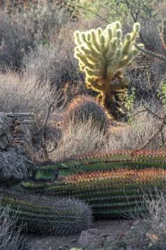 Teddy Bear Cholla Cactus 库存照片