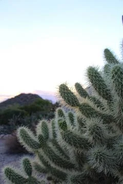 Teddy Bear Cholla Cactus with Troon in the background Stock Photos