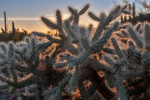 Teddy Bear Cholla Stock Photos