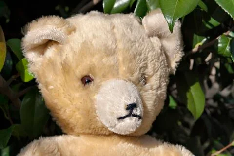 Teddy bear closeup Stock Photos