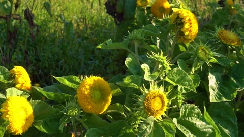 Teddy bear double sunflowers bloom in summer garden. Yellow flowers in blossom Stock Footage 160681832