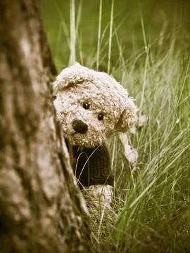 Teddy Bear in the forest Stock Photos