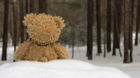 Teddy bear in the forest in winter Stock Footage 87781722
