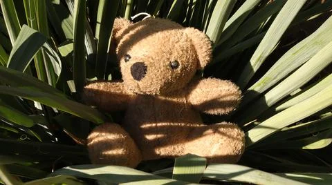 Teddy Bear in the Grass Stock Photos