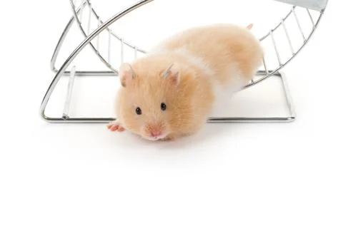 Teddy Bear Hamster Stock Photos