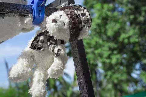 Teddy bear hanging. Stock Photos