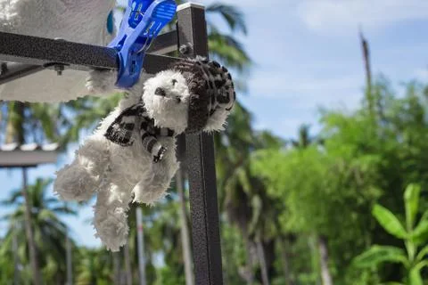 Teddy bear hanging. Stock Photos